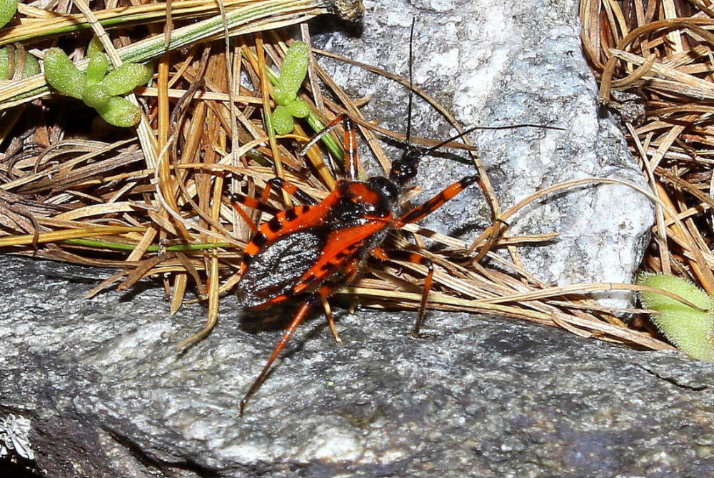 Rhynocoris ?? da determinare